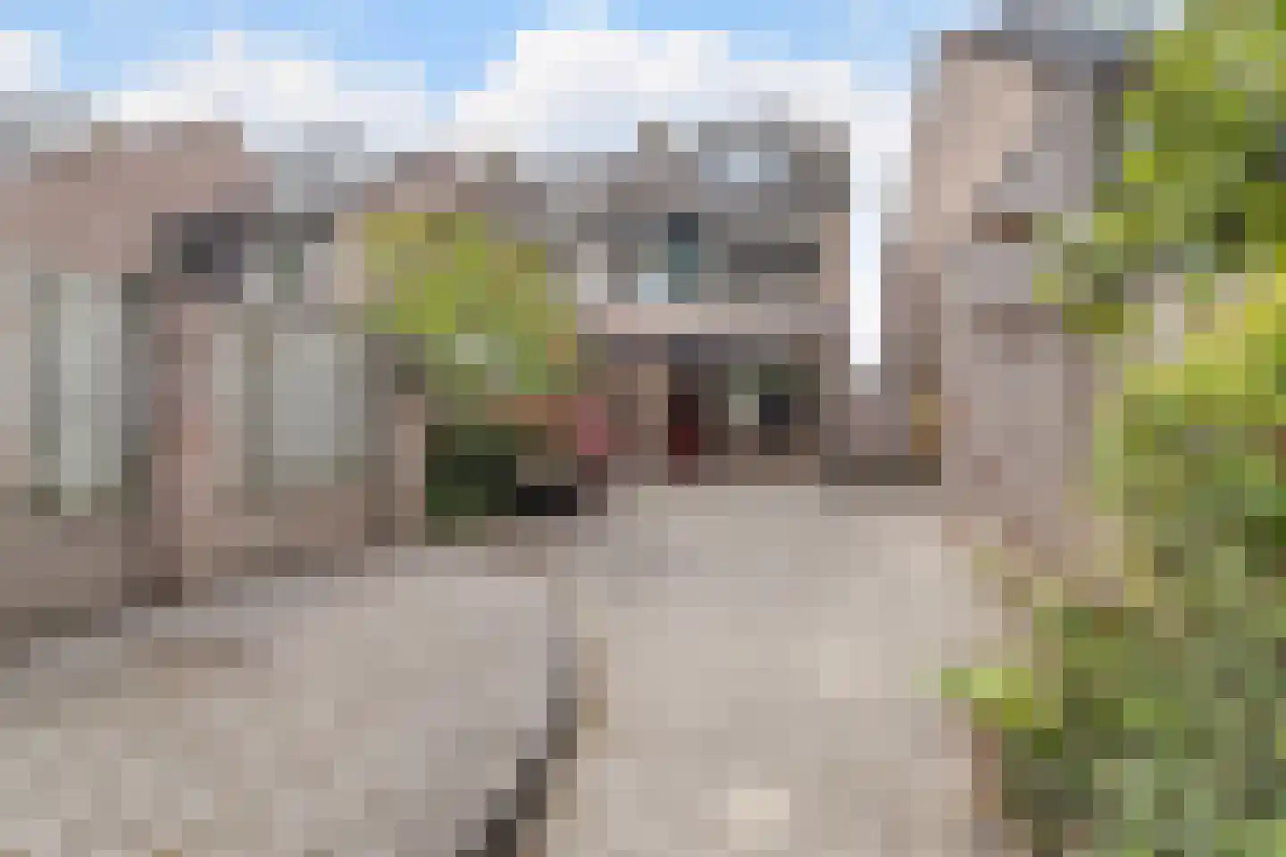 Valkenhorst 35 Cuijk thumbnail 5