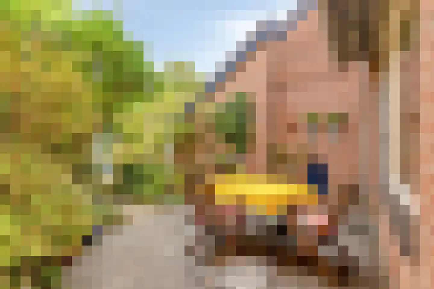 Valkenhorst 38 Cuijk thumbnail 32