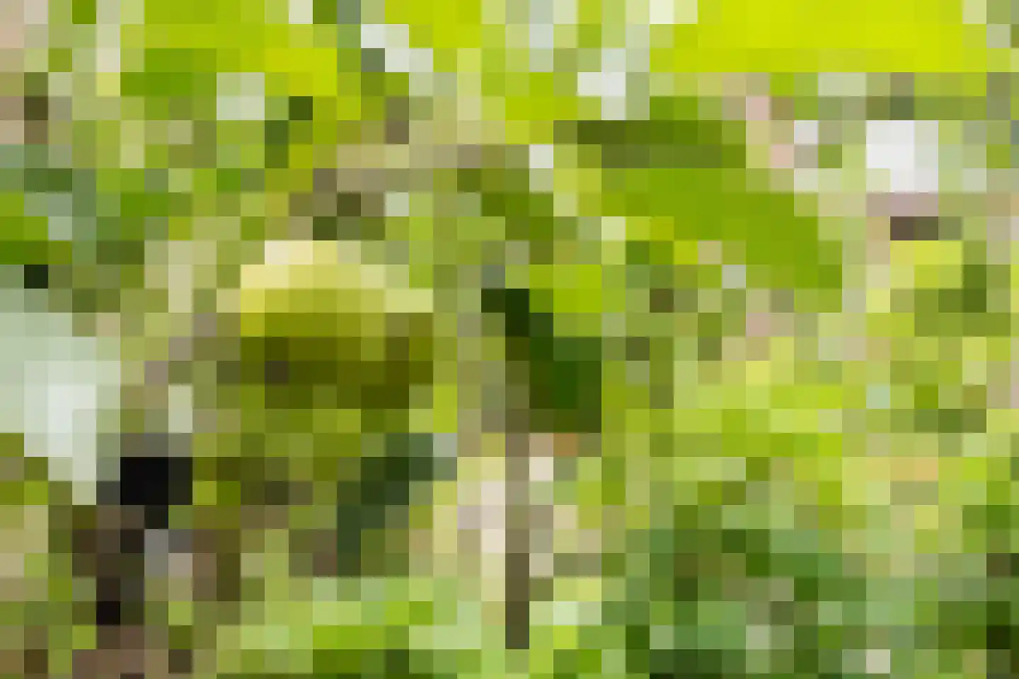 Valkenhorst 5 Cuijk thumbnail 24