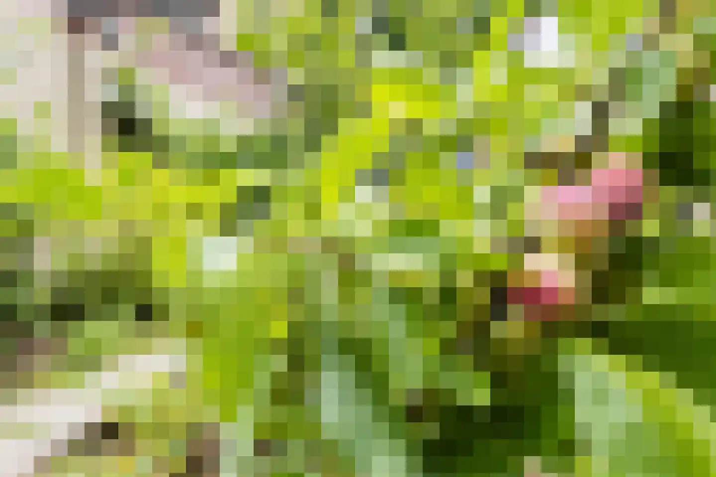 Valkenhorst 5 Cuijk thumbnail 5