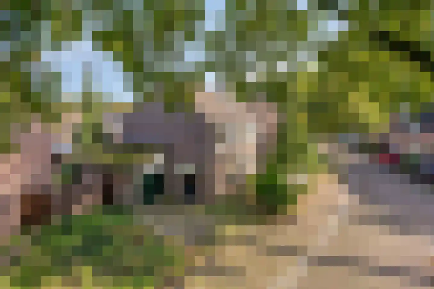 Valkenhorst 90 Cuijk thumbnail 9