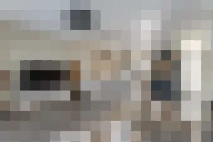 Valkenier 23 Leerdam thumbnail 9