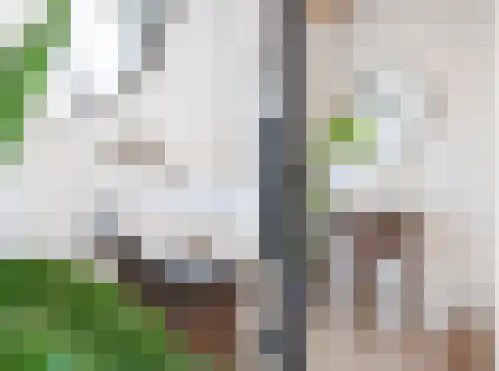 Valkenierslaan 236 Breda thumbnail 34