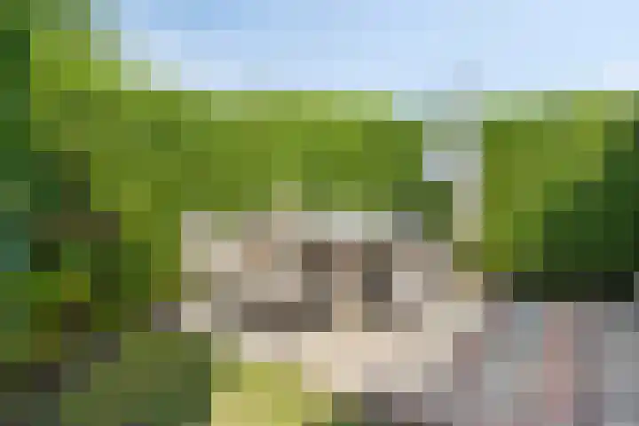 Valkenisseweg 39 Biggekerke thumbnail 41