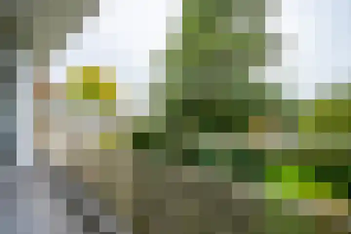 Valkenkamp 81 Driebergen-Rijsenburg thumbnail 16
