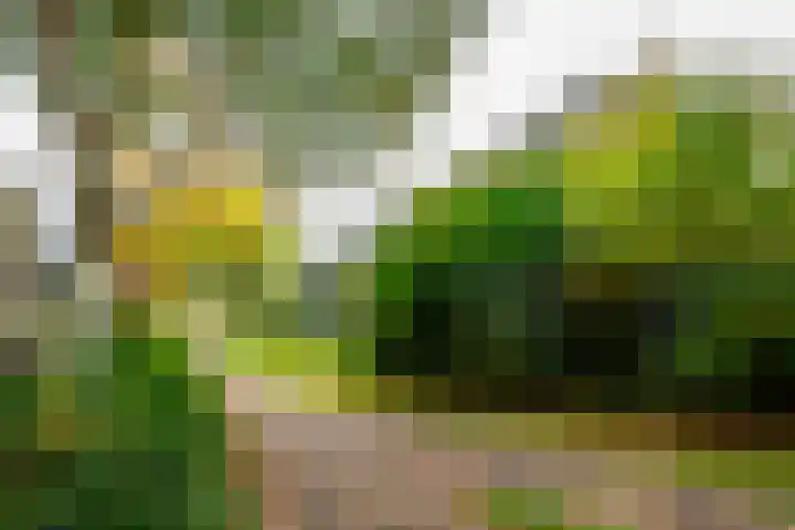Valkenkamp 81 Driebergen-Rijsenburg thumbnail 20