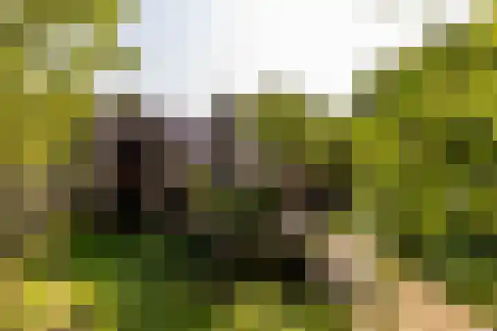 Valkenlaan 10 Oostvoorne foto 2