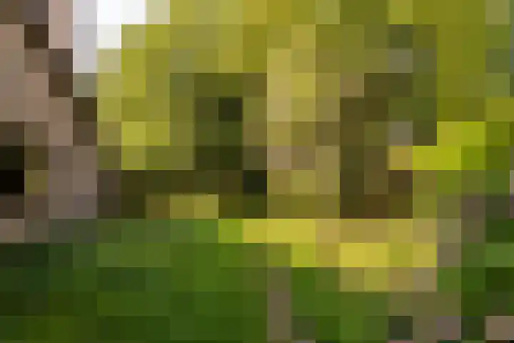 Valkenlaan 10 Oostvoorne thumbnail 32