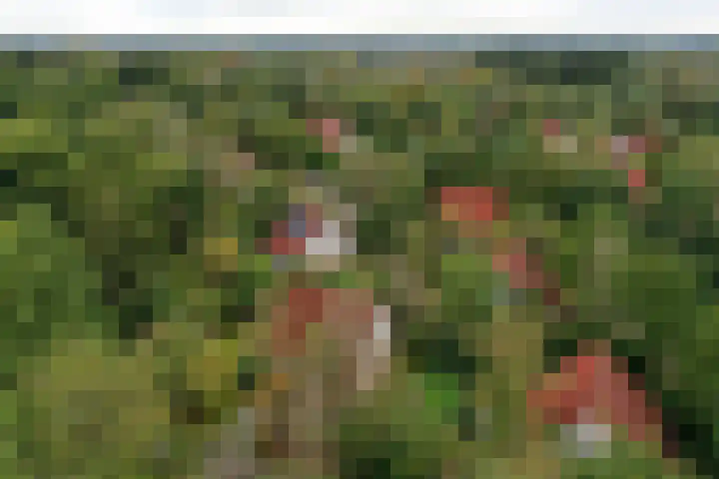 Valkenlaan 25 Sibculo thumbnail 34
