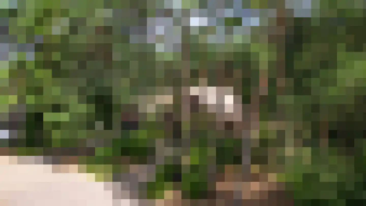 Valkenlaan 4 Maarheeze thumbnail 39