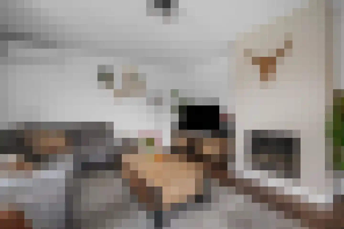 Valkruid 21 Klazienaveen thumbnail 11