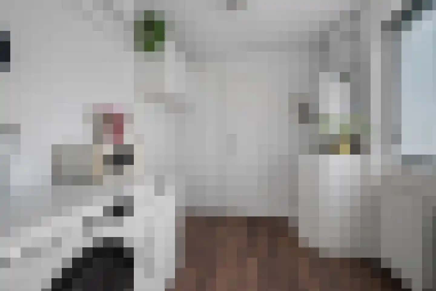 Valkruid 21 Klazienaveen thumbnail 20
