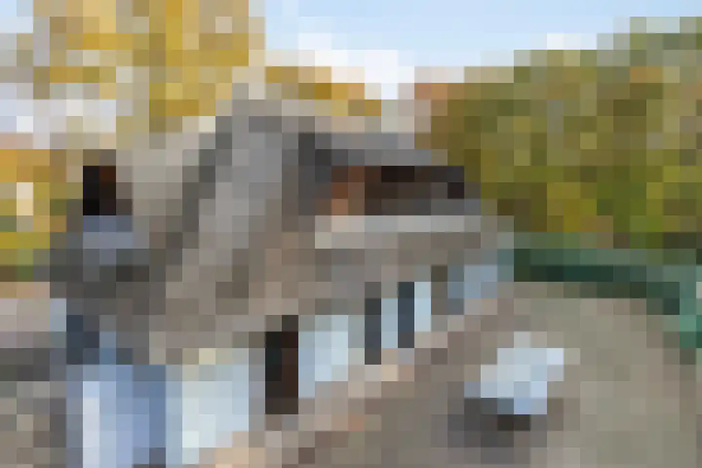 Valkstraat 12 Bergen L thumbnail 5