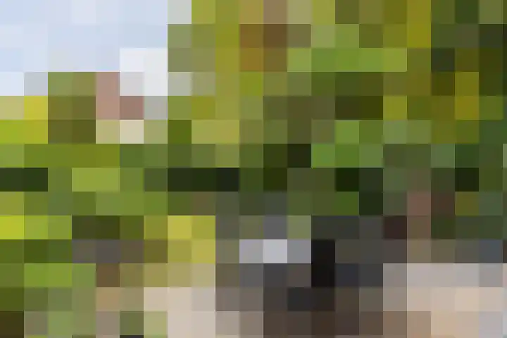 van Aerlestraat 1 Oirschot thumbnail 32
