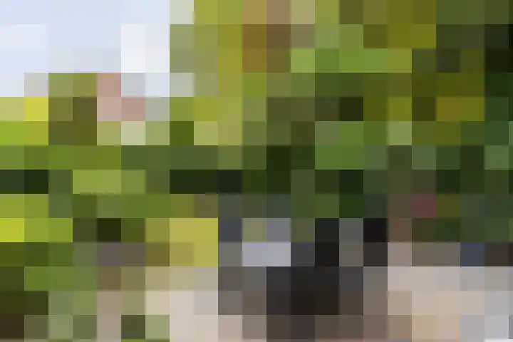 van Aerlestraat 1 Oirschot thumbnail 33