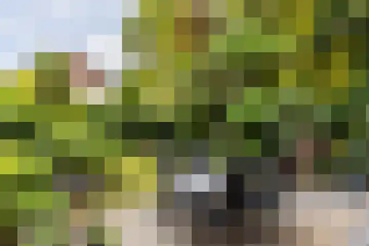 van Aerlestraat 1 Oirschot thumbnail 4