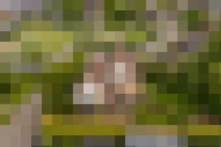 Van Aernsmastrjitte 20 Damwâld thumbnail 4