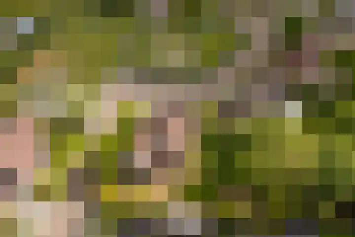 Van Aernsmastrjitte 20 Damwâld thumbnail 6