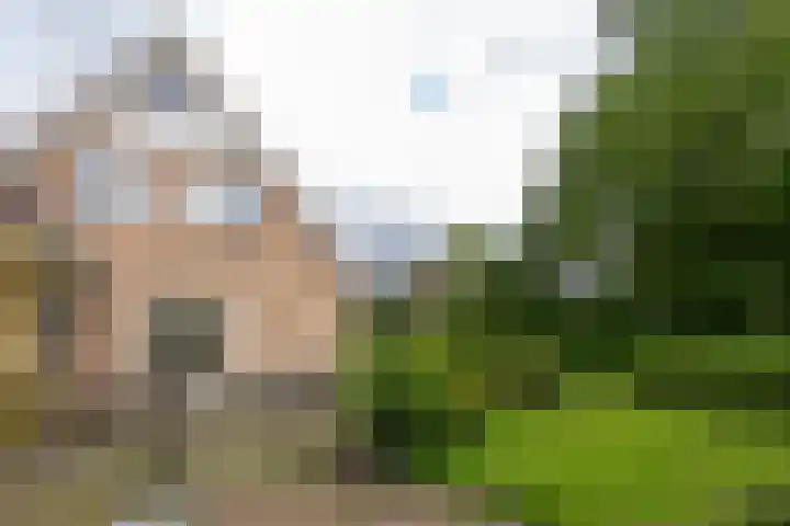 Van Aernsmastrjitte 20 Damwâld thumbnail 66