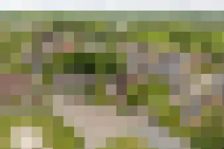 Van Aernsmastrjitte 20 Damwâld thumbnail 7