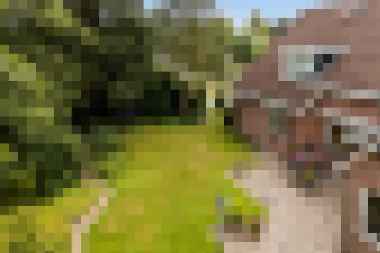 Van Aernsmastrjitte 31 Damwâld thumbnail 5