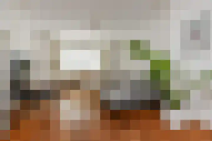 Van Alkemadelaan 9 Den Haag thumbnail 12