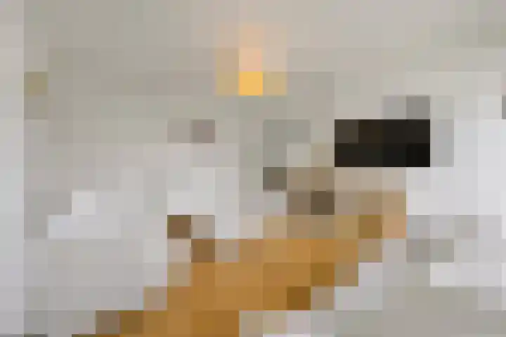 Van Alkemadelaan 992 Den Haag thumbnail 6