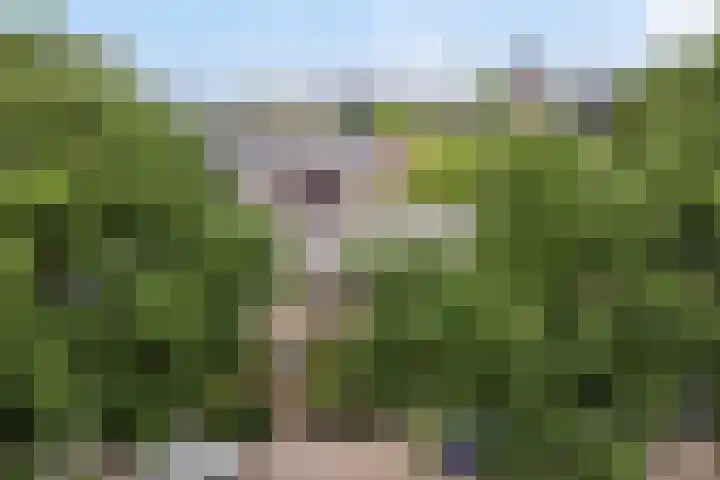 Van Beeklaan 55 Hooglanderveen thumbnail 7