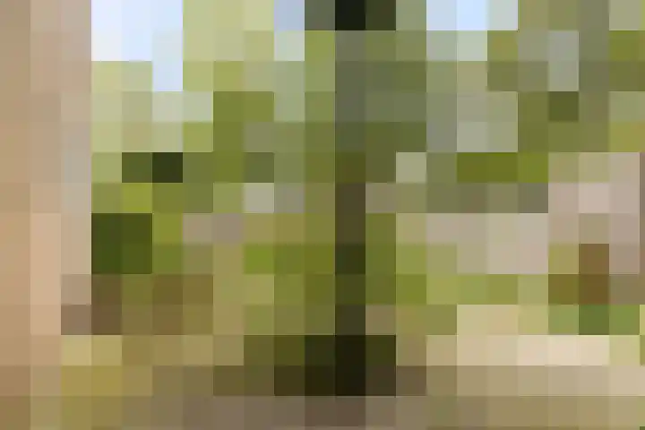 Van Bellelaan 31 Wassenaar thumbnail 18
