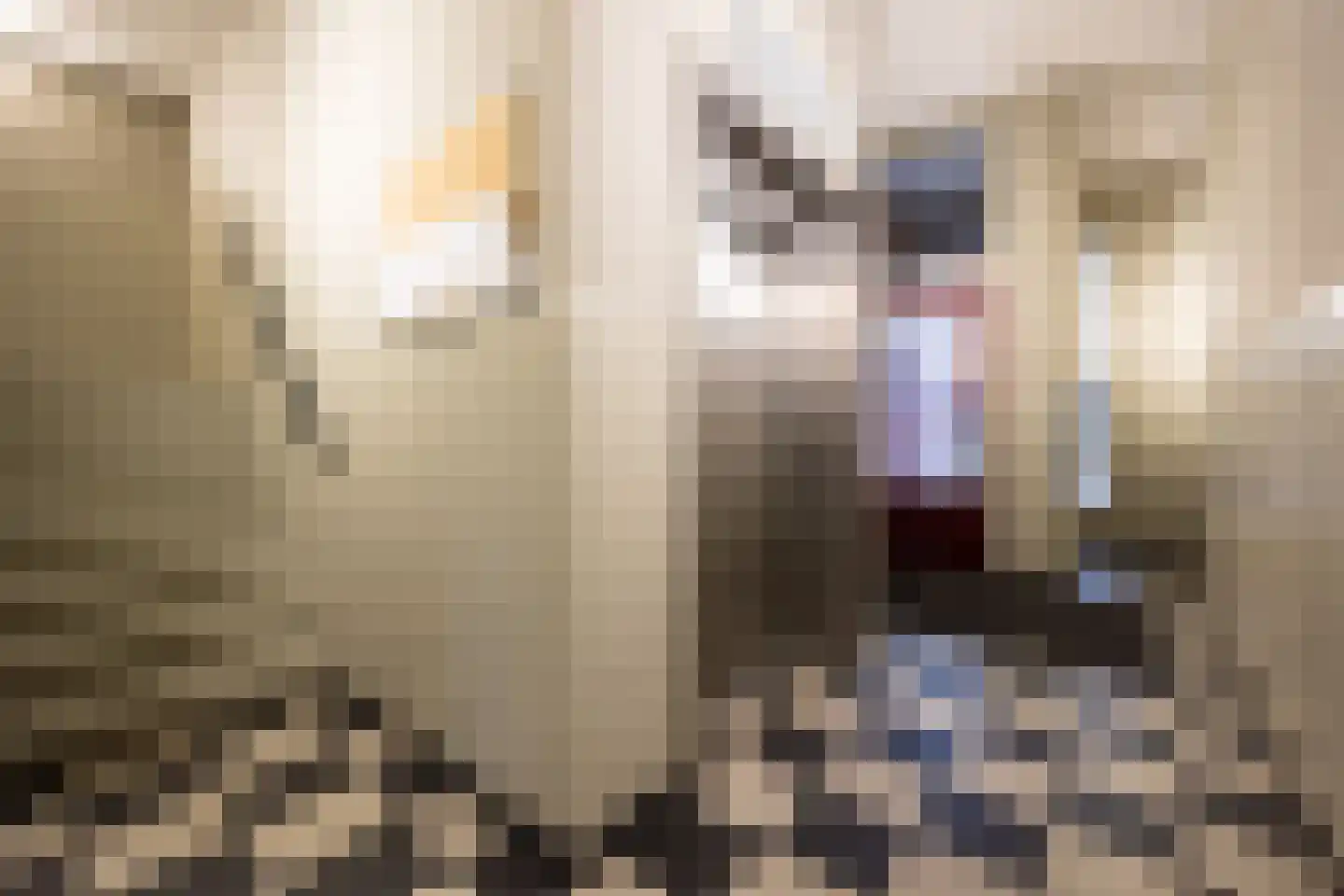 van Berckelstraat 5 's-Hertogenbosch thumbnail 10