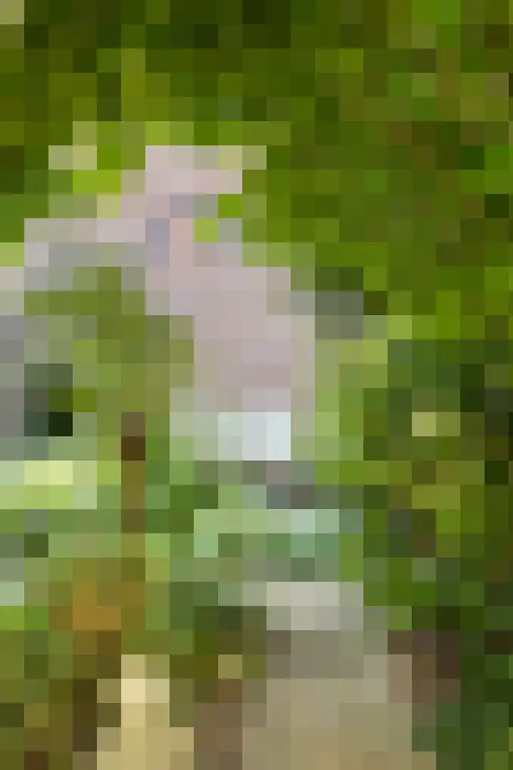 Van Beuningenplantsoen 7 Voorschoten thumbnail 44