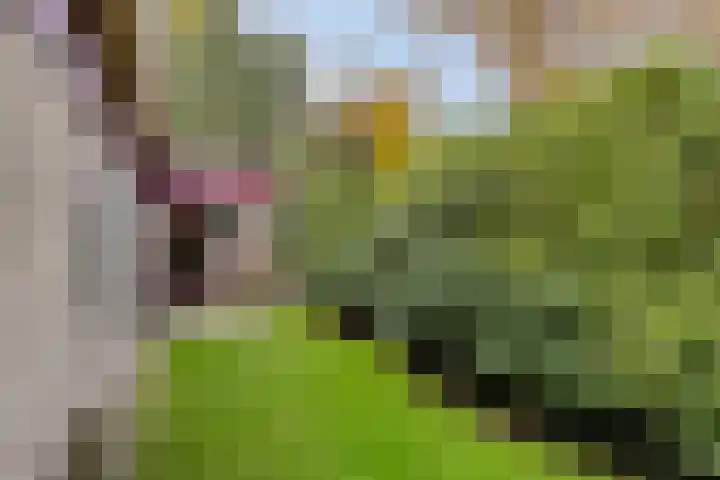 Van Blankenheimlaan 8 Zwolle thumbnail 48