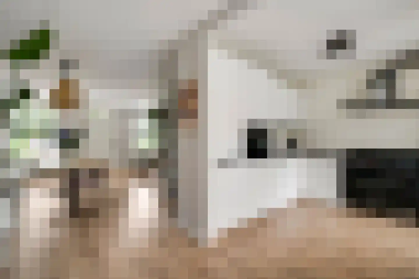 Van Blitterswijckstraat 16 Horst thumbnail 19