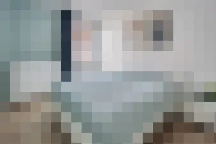 van Boelenstraat 26 's-Hertogenbosch thumbnail 17