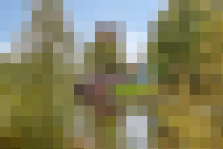 van Boelenstraat 26 's-Hertogenbosch thumbnail 31