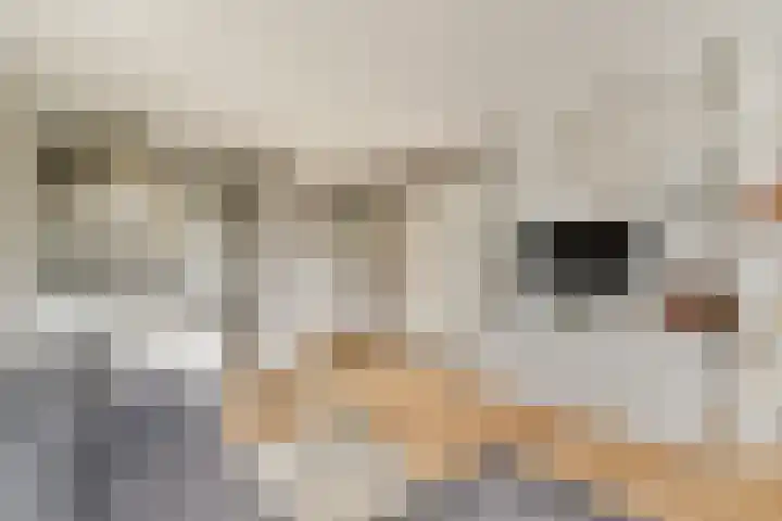 Van Boshuizenstraat 15 Amsterdam thumbnail 7