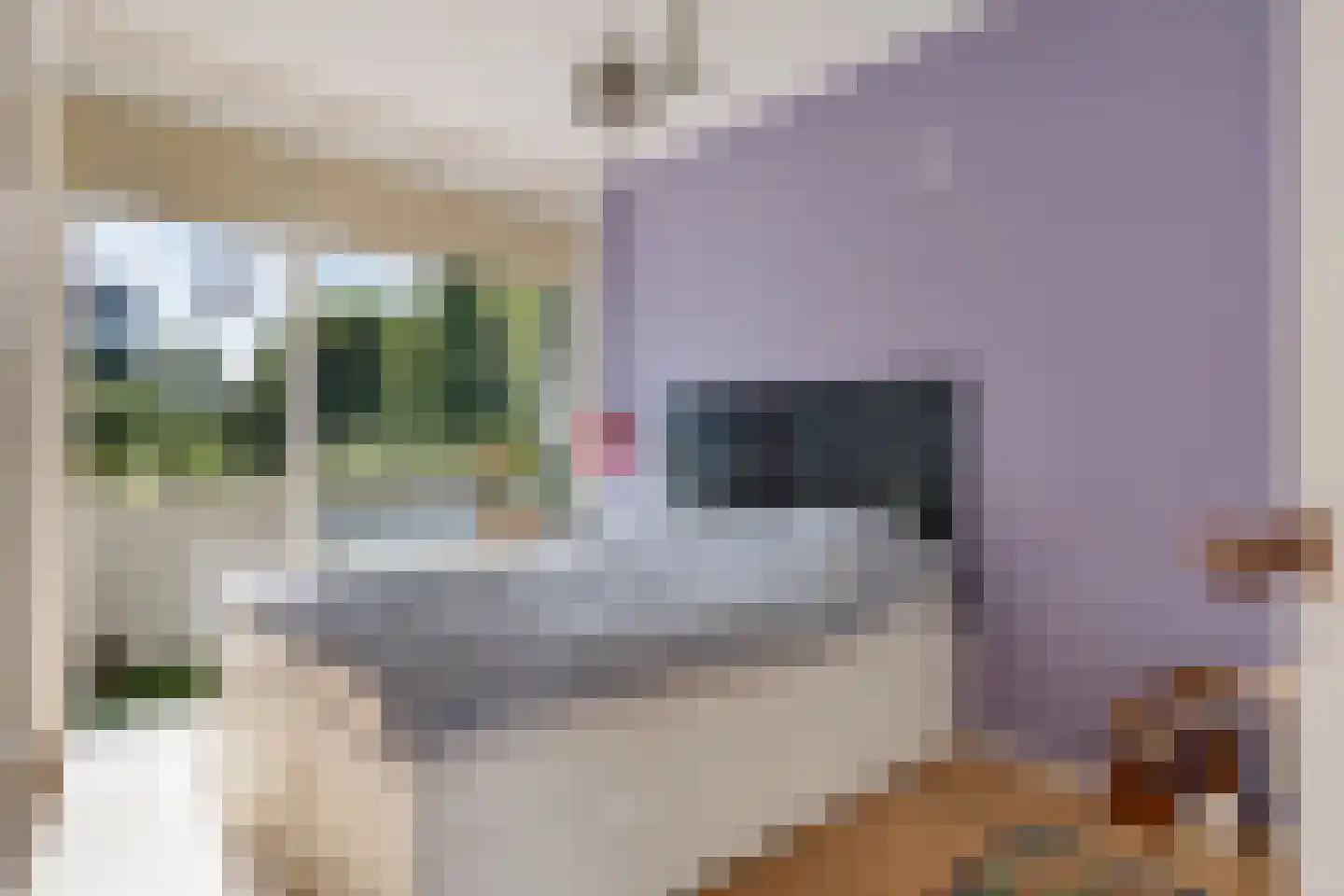 Van Boshuizenstraat 337 Amsterdam thumbnail 18