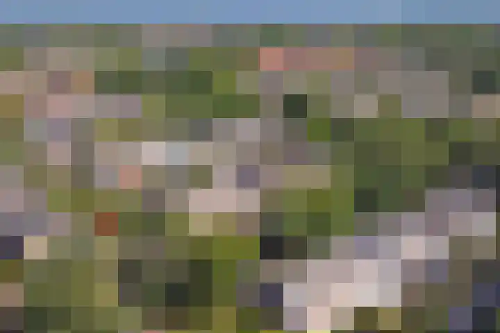van Bossehof 16 Rijen thumbnail 39