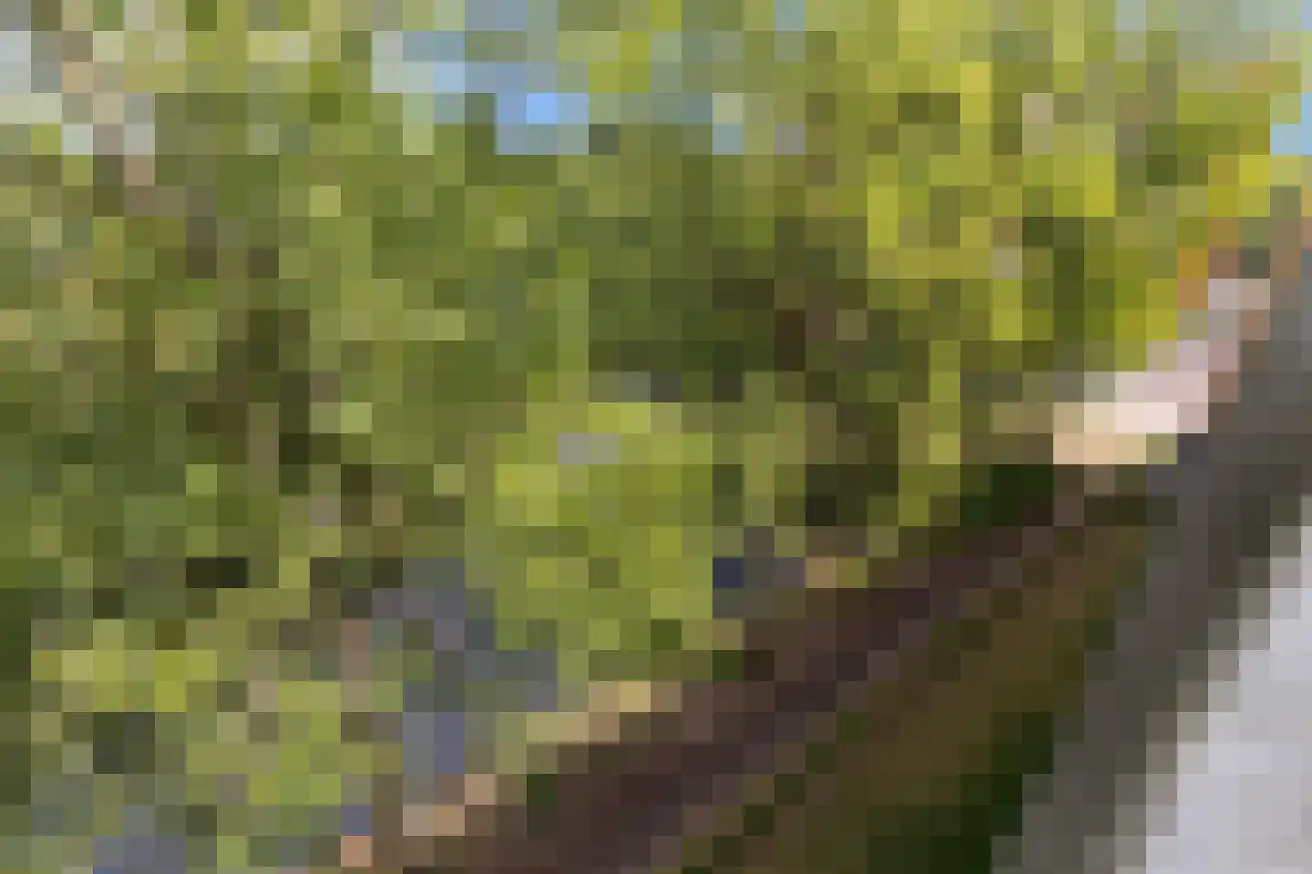Van Bosseplantsoen 137 Dordrecht thumbnail 35