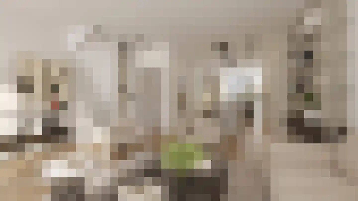 Van Breestraat 148 2 Amsterdam thumbnail 4