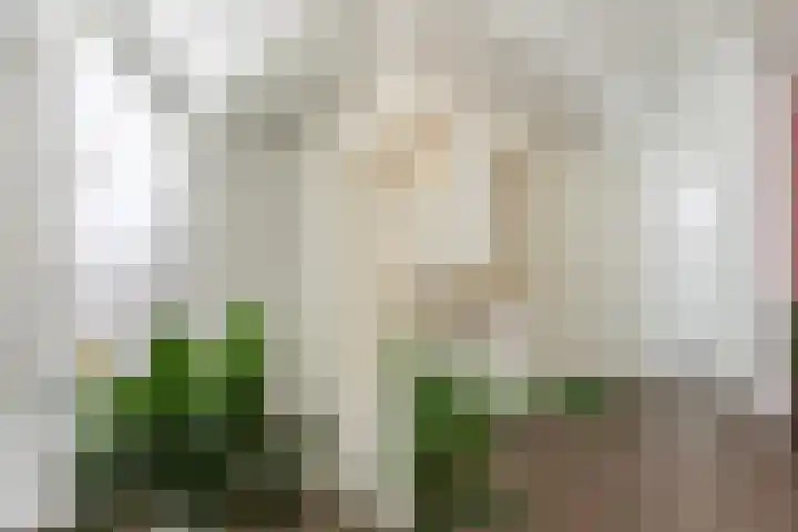 Van Brerostraat 2 Apeldoorn thumbnail 5