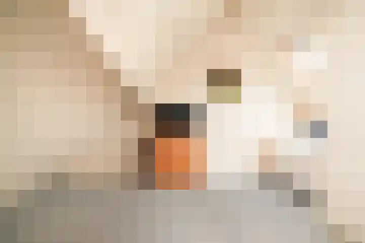 Van Buurenstraat 12 Meeuwen thumbnail 20