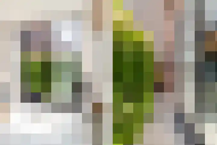 van Coothplein 7 A Breda thumbnail 14
