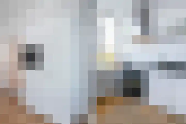van de Wateringelaan 99 Voorburg thumbnail 15