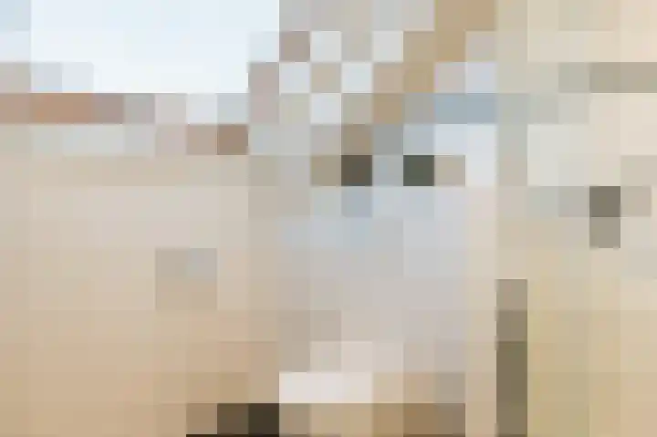Van de Woestijneheem 25 Hillegom thumbnail 24