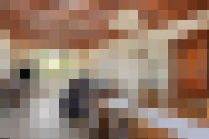 Van den Boogaardstraat 36 Ravenstein thumbnail 9