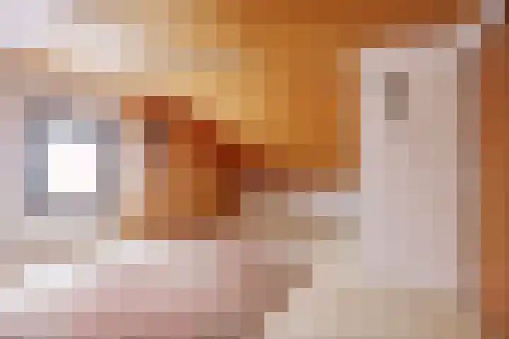 van den Broecksingel 1 Vlodrop thumbnail 23