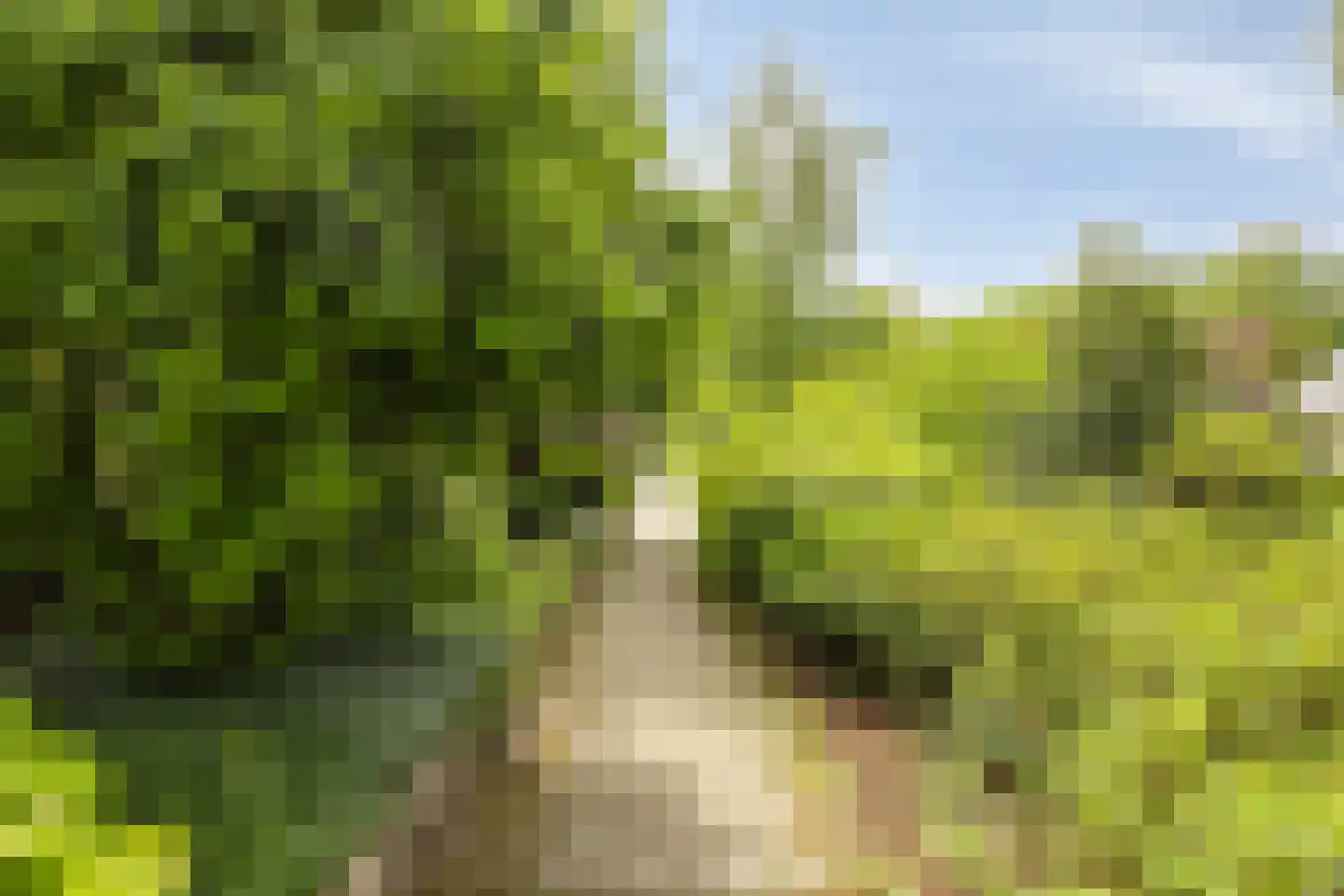 van den Valgaetstraat 6 Bergeijk thumbnail 42