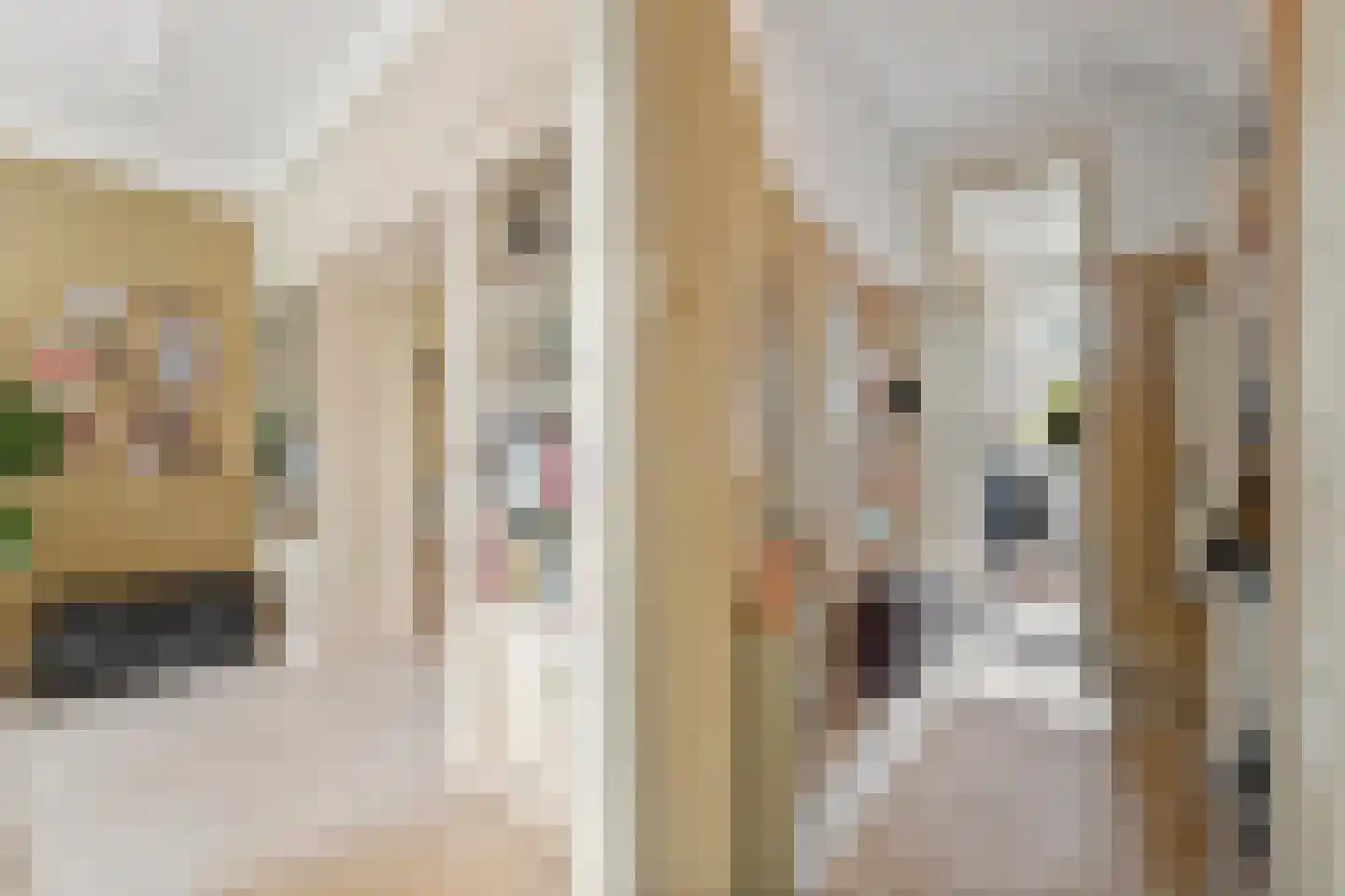 Van der Capellenstraat 64 Den Haag thumbnail 18