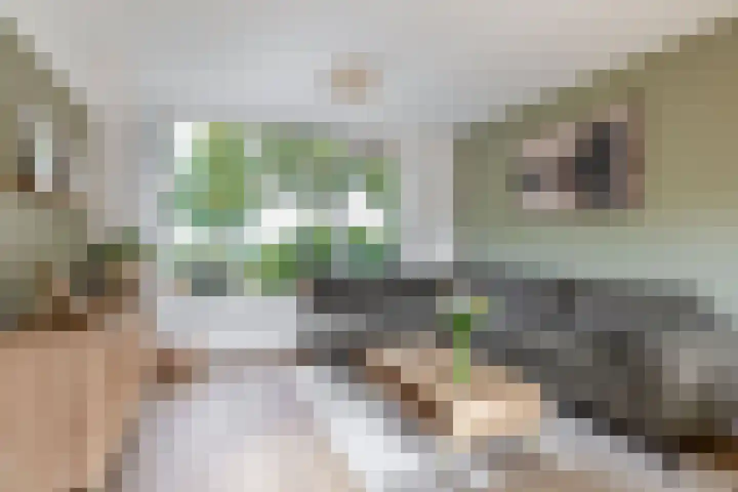 van der Doeslaan 17 Maasdam thumbnail 4